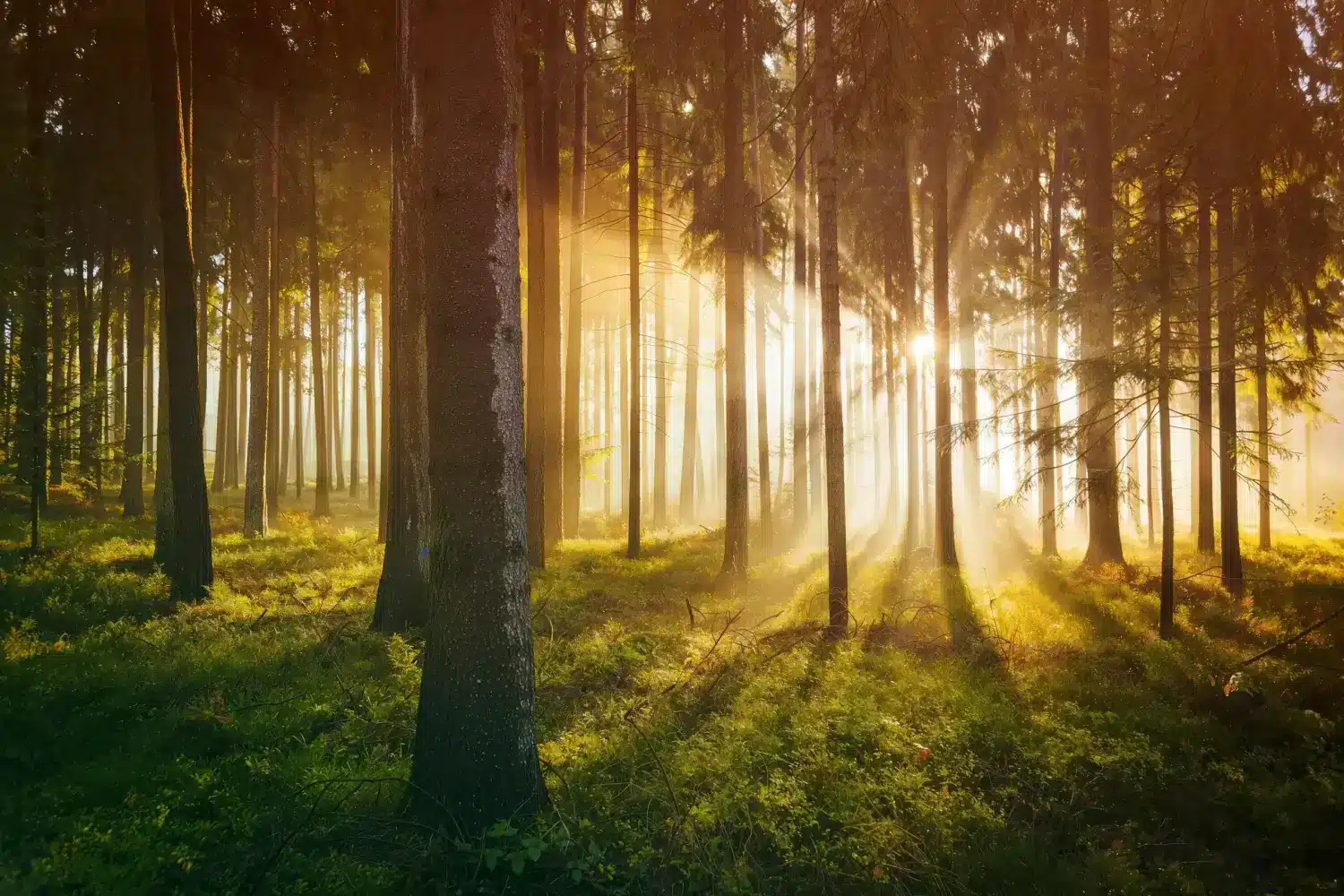 Sunlight breaking through a spruce forest at dawn