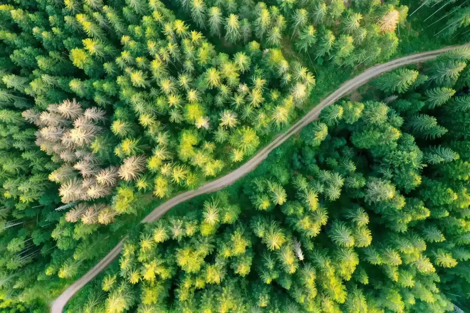 Aerial view of a Swedish spruce forest with a forest road.